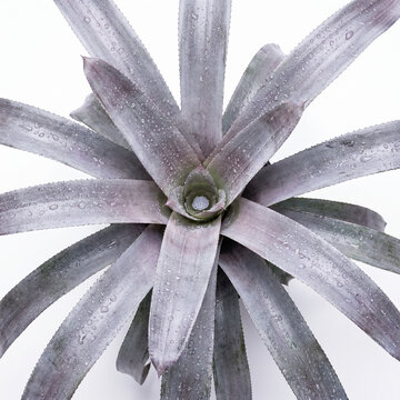 Aechmea Malva bromeliad silver purple frosted rosette close up with water cup center, top view isolated on white background