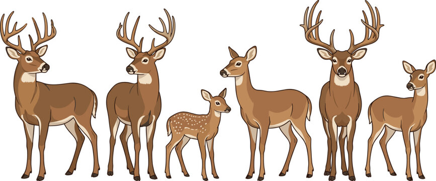 White tailed deer family vector icon set featuring majestic horned stags buck doe and spotted fawn