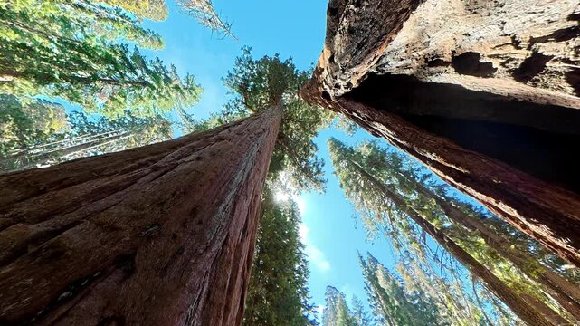 Giant sequoia trunks rising into the canopy in Sequoia National Park, Low angle view reveals massive bark textures and towering ancient trees