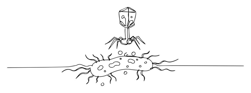 bacteriophage virus attacking bacterial cell