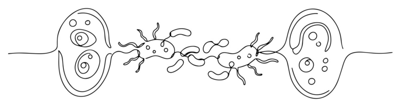 bacterial conjugation between two cells