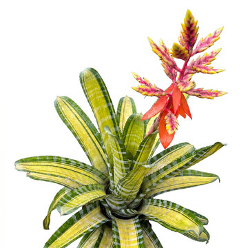 Aechmea Vista bromeliad with branched pink yellow flower spike and banded variegated leaves, terrarium vivarium houseplant isolated on white background