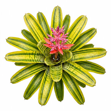 Aechmea Vista variegated bromeliad top view with pink flower spike and yellow green striped rosette, terrarium paludarium plant on white background