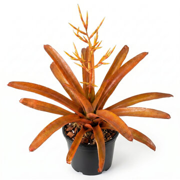 Potted Aechmea blanchetiana bromeliad with bronze orange leaves and yellow flower spike in nursery pot for large paludarium, on white background