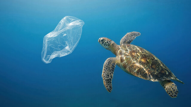 Sea turtle ocean plastic pollution wildlife marine conservation underwater blue environment Sea turtle swims underwater toward floating plastic bag highlighting Ocean plastic cleanup concept