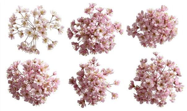 Overhead view of six delicate clusters of light pink blossoms
