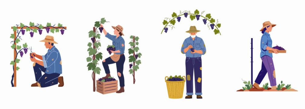 Vector set of vineyard workers harvesting red grapes, including pruning vines, picking fruit, and carrying crates in a flat illustration style.