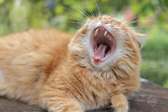 Funny fluffy ginger cat yawning wide showing teeth and tongue outdoors on a blurry green background.