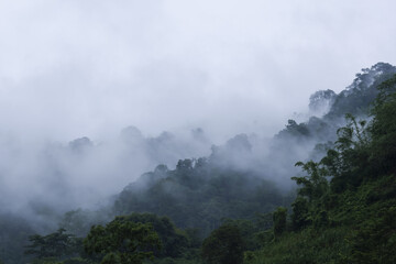 Fototapeta premium Misty mountain forest with low clouds drifting through dense tropical trees creating moody serene atmosphere, soft light and lush greenery evoke quiet and mystery