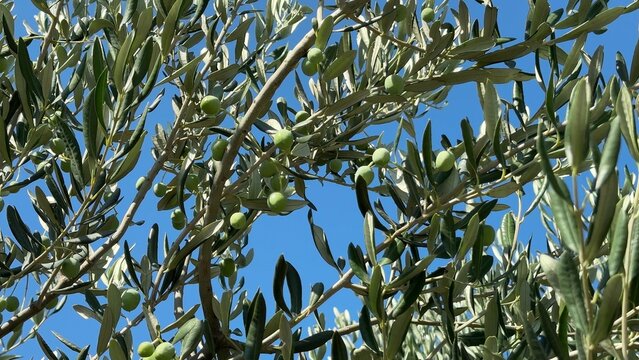 Olive tree branches with green olives against a clear blue sky, sunlit leaves create a calm Mediterranean mood, ideal for agriculture and nature themes