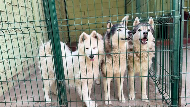 Three husky type dogs stand behind a green wire kennel gate, alert and curious with tongues out, outdoor shelter setting suggests care and adoption