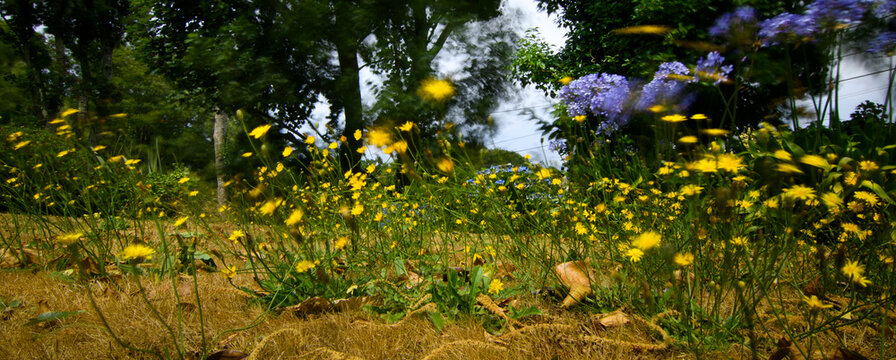 Fleurs jaunes dans le vent