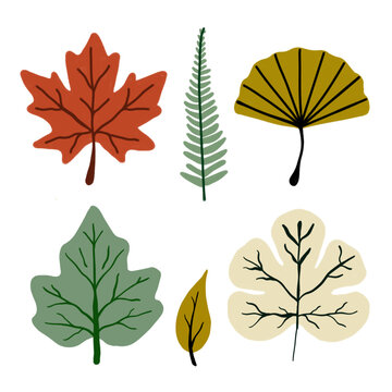 A collection of six colorful leaves arranged on a white background
