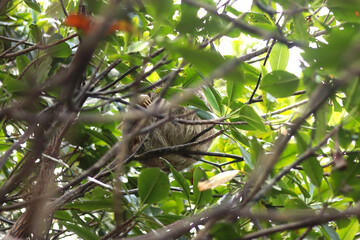 Sloth Resting Among Green Leaves in a Tree in a Dense Canopy © Martin1080