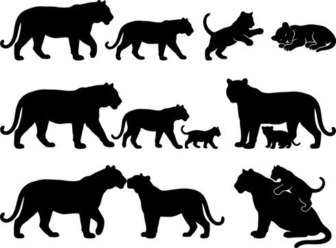 Collection of black silhouettes of tigers and cubs in various poses including walking, playing, and resting on a white background
