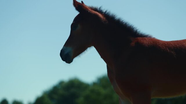 Brown foal standing in sunny grassy pasture. Young horse looking around in meadow. Cute equine animal exploring summer field, farm life and nature wildlife concept.