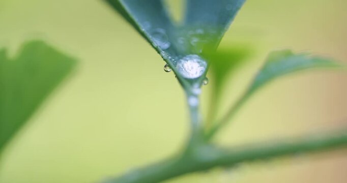 Water droplet shining on a ginkgo biloba leaf