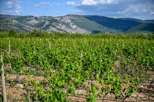 Green vineyard landscape. Grapevines in the field.
