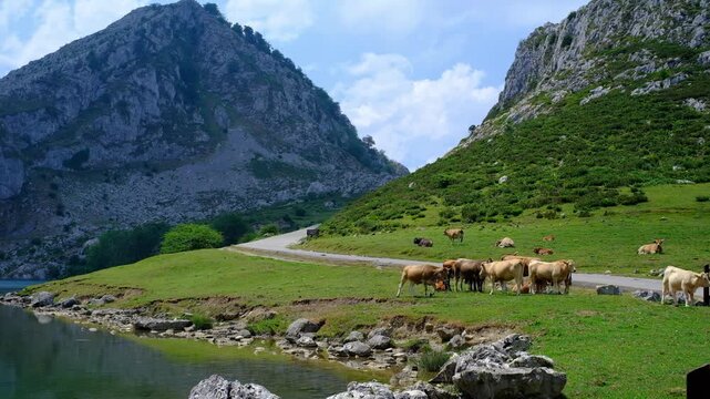 Cows grazing in a lush green mountain pasture valley next to a paved road, with imposing limestone peaks and a small lake in the Picos de Europa National Park, Spain