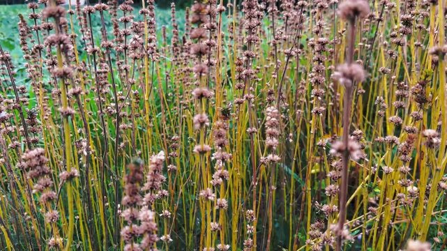 Close Up Of Leucas Aspera Wildflower Stalks Growing Outdoor