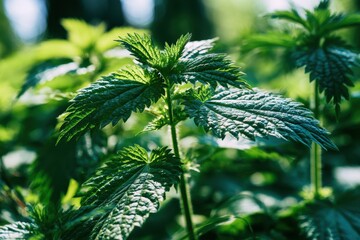 Stinging nettle leaves glowing in bright sunlight within a lush forest undergrowth in a sharp focus macro shot for herbal medicine marketing © Ixam