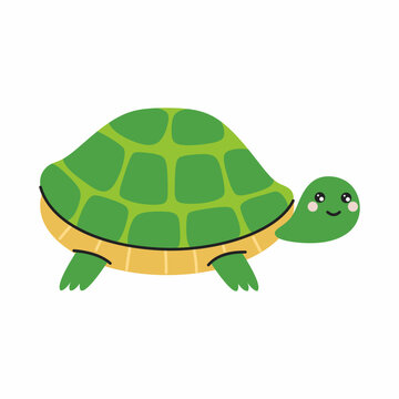 Cute turtle on white background. Pet. Vector illustration with image of animal.