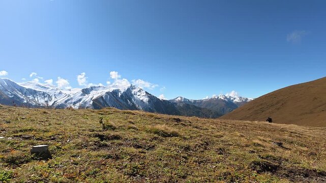 4K Silhouetted hiker with trekking pole walks along a grassy ridge beneath snow-capped Caucasus mountains under a clear blue sky.