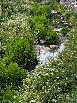 Small natural stream winding through lush green vegetation and wildflowers, creating a peaceful wetland landscape with calm water and rich riverside plants.