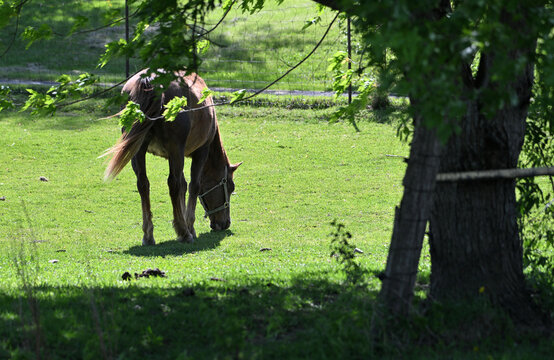 Horse Grazing in Sunshine