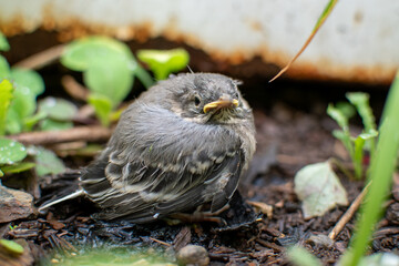 little bird resting on the ground among green plants © Dmitry