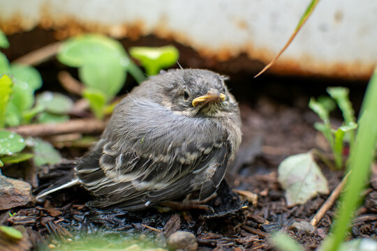 little bird resting on the ground among green plants
