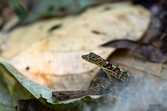 A Water Anole (Anolis aquaticus) on the forest floor in Costa Rica.