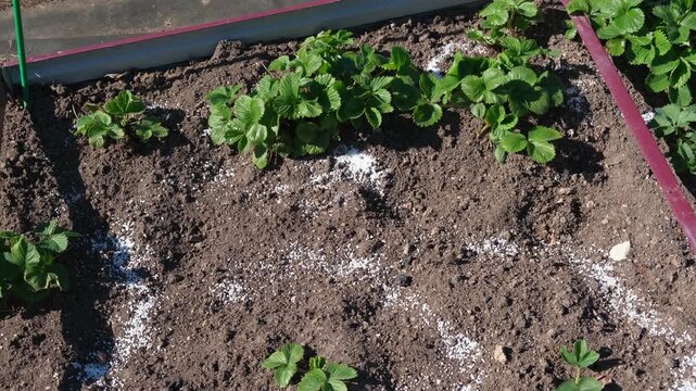 White fertilizer mineral granules scattered around young green strawberry seedlings. Rich topsoil, sunny outdoor. Soil infused fertilizers supports plant development. Garden area, fertilized plants