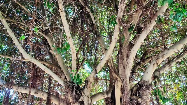 Tilt up shot of exotic banyan tree trunk with hanging aerial roots and canopy.