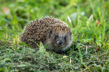 Cute wild hedgehog walking in the green grass © Dmitry