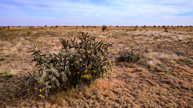 Cane cholla (Cylindropuntia imbricata) is a widespread cactus native to the southwestern United States, including Oklahoma