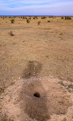 Obraz premium The photograph shows an animal burrow in a dry, open grassland landscape of Oklahoma, USA.