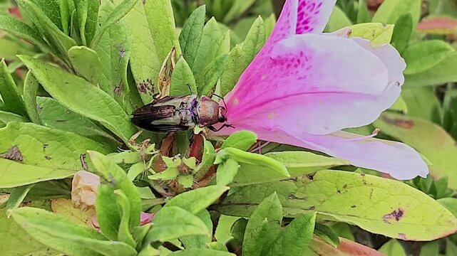 Beetle eating a flower in a garden.