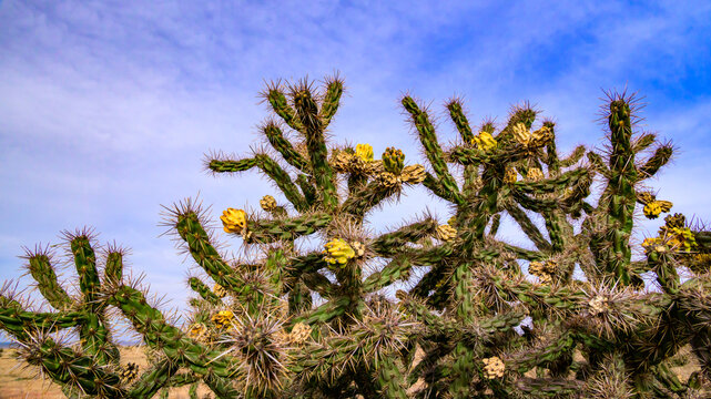 Cane cholla (Cylindropuntia imbricata), also known as tree cholla or walking stick cactus, against a blue sky.