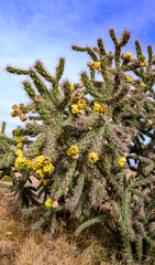 Cane cholla (Cylindropuntia imbricata), also known as tree cholla or walking stick cactus, against a blue sky. © Oleg Kovtun
