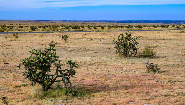 Cane cholla (Cylindropuntia imbricata) is a widespread cactus native to the southwestern United States, including Oklahoma