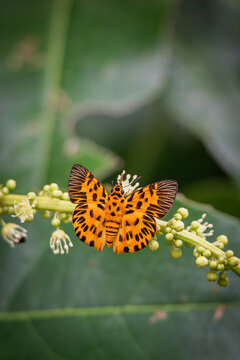 Odina decoratus or The Zigzag Flat Butterfly Living in Habitat. Beautiful butterfly with yellow wings and black zigzag line on it. at Pang Sida National Park, Sa Kaeo Province, Thailand.