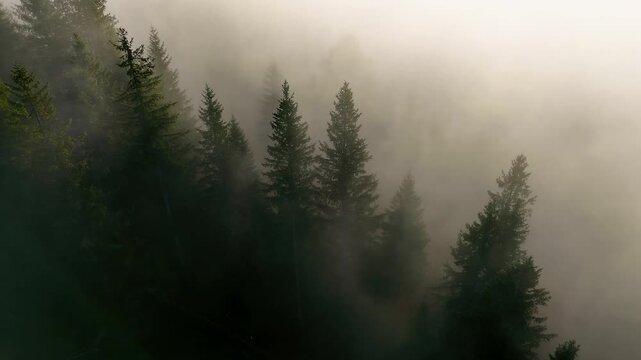 Misty evergreen forest emerging through soft golden morning light, Atmospheric aerial video captures tall conifer trees fading into dense mountain fog