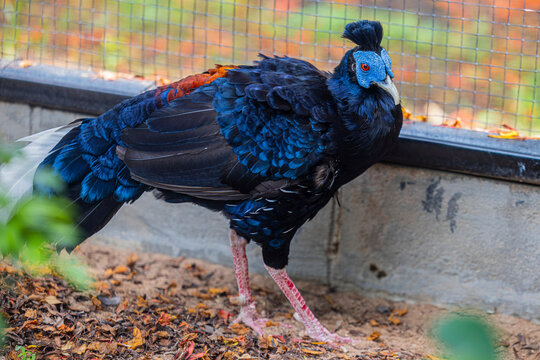 the closeup image of a male Malayan Crested Fireback (Lophura rufa) , displaying its glossy black plumage, crimson legs, and elegant crest.