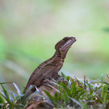 A Common Basilisk (Basiliscus basiliscus), also commonly known as the Jesus Christ lizard because it can run on water, in Costa Rica.