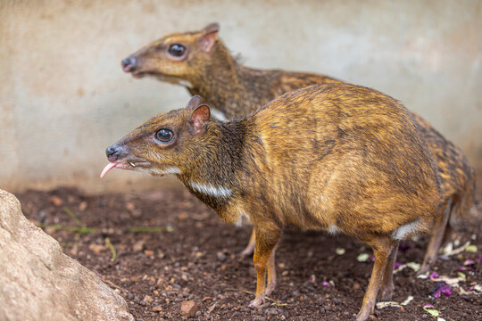 A Greater Mouse Deer (Tragulus napu) stands quietly, displaying its delicate build and cautious nature in a forest setting.