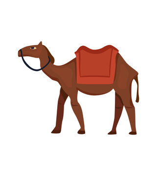 camel with a saddle and bridle,  simple cartoon style