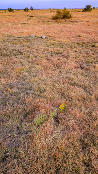 Opuntia phaeacantha (brownspine prickly pear) thriving in a sunny location among dry grass in Oklahoma, USA.