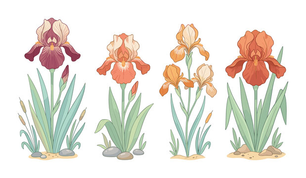 Set of four elegant iris flower illustrations in botanical style