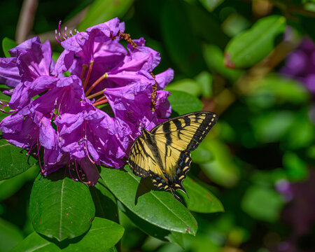 A female Eastern Tiger Swallowtail Butterfly (Papilio glaucus) feeding on a rhododendron flower in Traverse City, Michigan, USA.